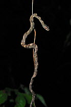 Puffing / Bird Eating / Twig Snake (Pseustes poecilonotus) in characteristic posture mimicking a twig. French Guyana, August.