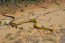 Yellow-bellied Puffing Snake (Pseustes sulphureus) in sandy habitat. French Guyana, August.