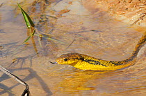 Yellow-bellied Puffing Snake (Pseustes sulphureus) tasting the air as it moves through water. French Guyana, August.