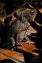 Crested Forest Toad (Rhinella margaritifer) camouflaged against leaf-litter. Controlled conditions. French Guiana, August.