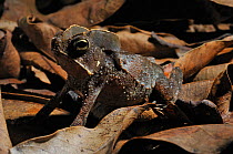 Crested Forest Toad (Rhinella margaritifer) camouflaged against leaf-litter. Controlled conditions. French Guyana, August.