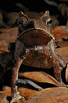 Portrait of a Crested Forest Toad (Rhinella margaritifer). Controlled conditions. French Guyana, August.