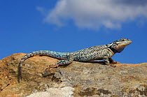 Mountain Spiny Lizard (Sceloporus jarrovi) basking on a rock. Chiricahua mountains, Arizona, USA, September.