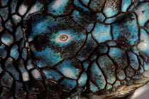 Close-up of Mountain Spiny Lizard (Sceloporus jarrovi) cephalic scales with parietal eye, a third eye central to the head. Chiricahua mountains, Arizona, September.