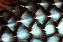 Close-up of Mountain Spiny Lizard (Sceloporus jarrovi) scales. Chiricahua mountains, Arizona, USA, September.