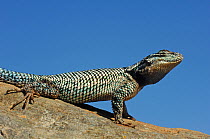 Mountain Spiny Lizard (Sceloporus jarrovi) basking on a rock. Chiricahua mountains, Arizona, USA, September.