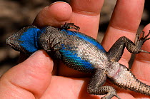 Yarrow's / Mountain Spiny Lizard (Sceloporus jarrovii) being handled to show blue colouration on ventral side. Controlled conditions. Chiricahua mountains, Arizona, USA, August.