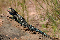 Yarrow's / Mountain Spiny Lizard (Sceloporus jarrovii) basking on rock. Controlled conditions. Chiricahua mountains, Arizona, USA.