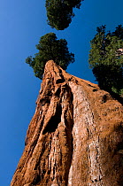 Giant Sequoia (Sequoiadendron giganteum) trunk rising into a blue sky. Sequoia National Park, California, USA, August.