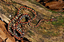 Checkerbelly (Siphlophis cervinus) in a coiled posture. Controlled conditions. French Guyana, August.