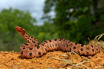 Carolina Pygmy Rattlesnake (Sistrurus miliarius miliarius) in defensive strike-ready pose. Captive. Carolina, USA, July.