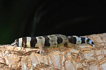Barbour's Least Gecko (Sphaerodactylus torrei) female resting on log. Cuba, January.