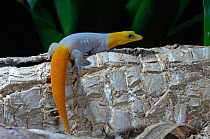 Barbour's Least Gecko (Sphaerodactylus torrei) male on log. Cuba, January.