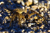 Giant Crab Spider / Golden Huntsman (Olios fasciculatus / giganteus) close-up showing large pedipalps. Oliver Lee State Park, New-Mexico, October.