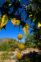 Arizona Sycamore (Platanus wrightii) leaves turning and fruit ready to fall. Chiricahua mountains foothills, Arizona, USA, August.