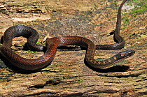 Peter's Forest Snake (Rhadinaea brevirostris) moving across log. French Guiana, August.