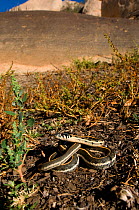 Western Blackneck Gartersnake (Thamnophis cyrtopsis cryptosis) coiled on grass. Controlled conditions. Near Alamogordo, New Mexico, USA.