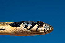 Western Blackneck Gartersnake (Thamnophis cyrtopsis) head in profile. Controlled conditions. Alamogordo, New Mexico, USA, September.