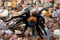 Bird Spider or Tarantula (Aphonopelma) male. Oliver Lee State Park, New Mexico, August.
