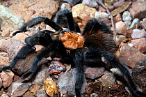 Bird Spider or Tarantula (Aphonopelma) male. Oliver Lee State Park, New Mexico, August.