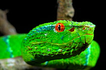 Portrait of Wagler's / Temple Pitviper (Tropidolaemus wagleri) showing the thermo-receptive pit organ between the eye and mouth. Controlled conditions. Mindanao, Philippines, February.