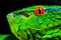 Wagler's / Temple Pitviper (Tropidolaemus wagleri) in profile, showing the thermo-receptive pit organ between the eye and mouth. Controlled conditions. Mindanao, Philippines, February.