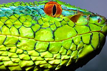Wagler's / Temple Pitviper (Tropidolaemus wagleri) head in profile showing the thermo-receptive pit organ between the eye and mouth. Controlled conditions. Mindanao, Philippines, February.