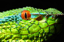 Wagler's / Temple Pitviper (Tropidolaemus wagleri) showing the thermo-receptive pit organ between the eye and mouth. Controlled conditions. Mindanao, Philippines, February.