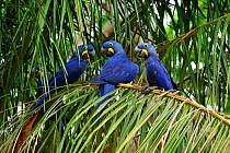 Hyacinth Macaws (Anodorhynchus hyacinthinus) perched on the leaves of the Acuri palm tree (Scheelea phalerata). The Pantanal wetlands of Mato Grosso State, Brazil, November.