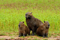 Capybara (Hydrochaeris hydrochaeris) adult with two juveniles. The Pantanal wetlands of Mato Grosso State, Brazil, November.
