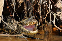 Yacare Caiman (Caiman yacare) with mouth open to cool itself, at waterside. The Pantanal wetlands of Mato Grosso State, Brazil, October.