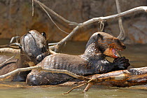 Giant Otter / Giant Brazilian Otter cub (Pteronura brasiliensis) and adult eating a fish. The Pantanal wetlands of Mato Grosso State, Brazil, October.