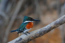 Green Kingfisher (Chloroceryle americana) male perched on a branch. The Pantanal wetlands of Mato Grosso State, Brazil, October.