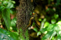 Atlantic Royal Flycatcher (Onychorhynchus swainsoni) at its nest. Atlantic Rainforest of Itatiaia National Park, Rio de Janeiro State, South-Eastern Brazil, January.