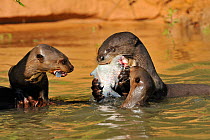 Giant Otter / Giant Brazilian Otter (Pteronura brasiliensis) adult eating a piranha, with two cubs grabbing scraps. The Pantanal wetlands of Mato Grosso State, Brazil, October.