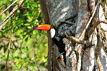 Toco Toucan (Ramphastos toco) perched at its nest. Piquiri River, The Pantanal wetlands of Mato Grosso State, Brazil, October.
