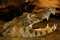Yacare Caiman (Caiman yacare) opening its mouth. The Pantanal wetlands of Mato Grosso State, Brazil, October.
