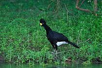 Bare-faced Curassow (Crax fasciolata) male standing at waters edge. The Pantanal wetlands of Mato Grosso State, Brazil, October.