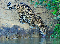 Jaguar (Panthera onca palustris) male drinking water from the Piquiri River. The Pantanal wetlands of Mato Grosso State, Brazil, October.