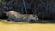 Jaguar (Panthera onca palustris) male wading through water at the shore of the Piquiri River. The Pantanal wetlands of Mato Grosso, Mato Grosso State, Brazil, October.