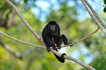 Male Black Howler Monkey (Alouatta caraya) perched in branches. Piquiri River, The Pantanal wetlands of Mato Grosso State, Brazil, October.