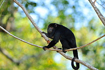 Black Howler Monkey (Alouatta caraya) male in the forest on the margin of Piquiri River. The Pantanal wetlands of Mato Grosso State, Brazil, October.