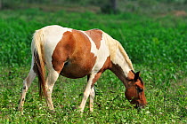 Pantaneiro Horse (Equus caballus), a breed endemic to the The Pantanal wetlands of Mato Grosso, grazing. The Pantanal wetlands of Mato Grosso State, Brazil, October.