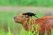 Giant Cowbird (Molothrus oryzivorus) feeding on parasitic ticks from a Capybara (Hydrochoeris hydrochaeris). The Pantanal wetlands of Mato Grosso State, Brazil, October.