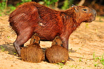 Capybara (Hydrochoeris hydrochaeris) mother with two suckling infants. The Pantanal wetlands of Mato Grosso State, Brazil, October.