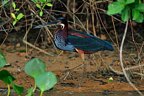 Chestnut-bellied / Agami Heron (Agamia agami) in the Pixaim River. The Pantanal wetlands of Mato Grosso State, Brazil, October.