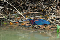 Chestnut-bellied / Agami Heron (Agamia agami) hunting by the Pixaim River. The Pantanal wetlands of Mato Grosso State, Brazil, October.