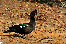Muscovy Duck (Cairina moschata). The Pantanal wetlands of Mato Grosso State, Brazil, October.