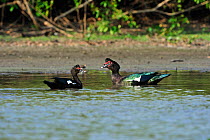 Muscovy Duck (Cairina moschata) on water with juvenile. The Pantanal wetlands of Mato Grosso State, Brazil, October.