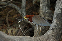 Rufescent Tiger Heron (Tigrisoma lineatum) with snake prey. The Pantanal wetlands of Mato Grosso State, Center-West of Brazil.